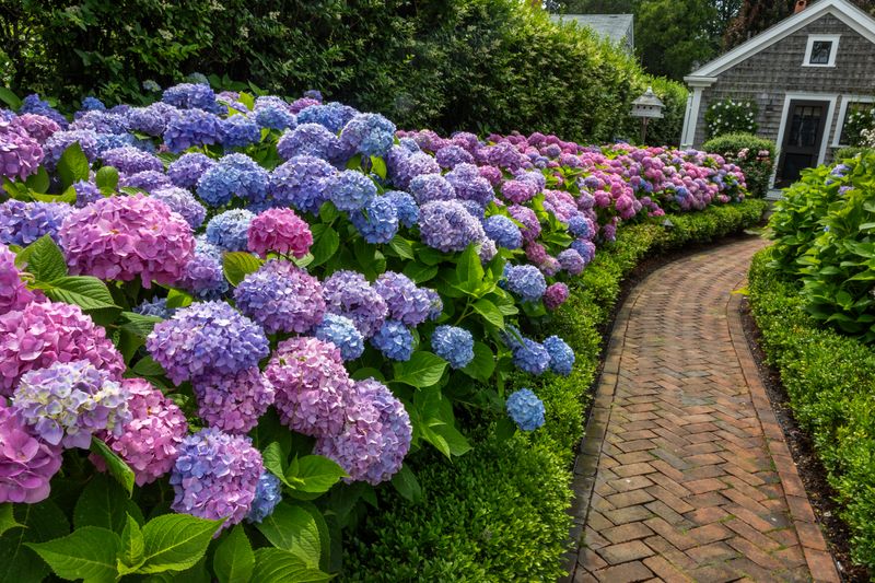 Hydrangea