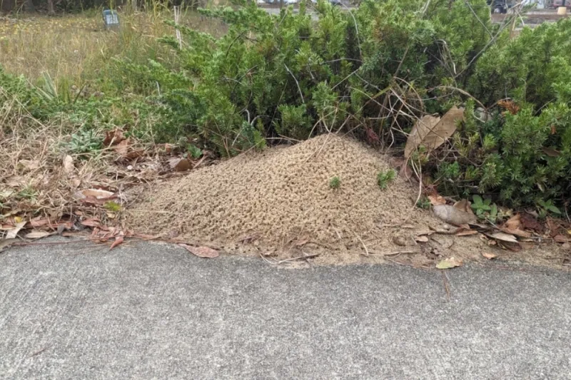 When control is warranted, target the nest