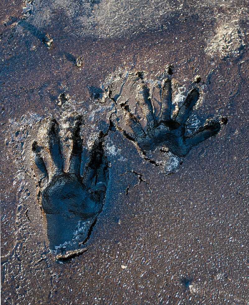 Five-toed prints point toward a raccoon, with limits