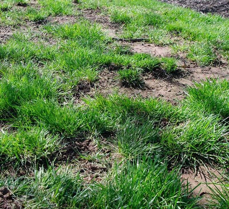 Mistake: Ignoring Seeding Rates