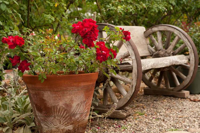 Protect Potted Roses