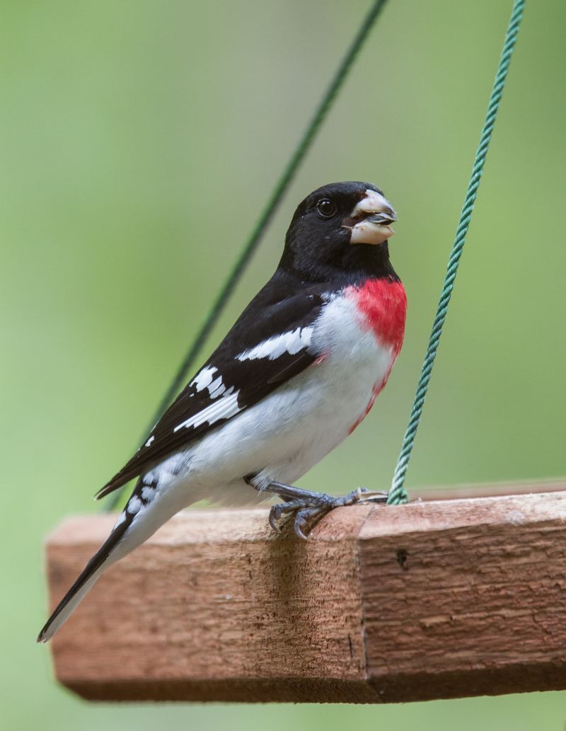 Rose-breasted Grosbeak