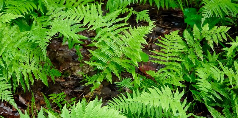 Match the fern to the moisture beneath your trees
