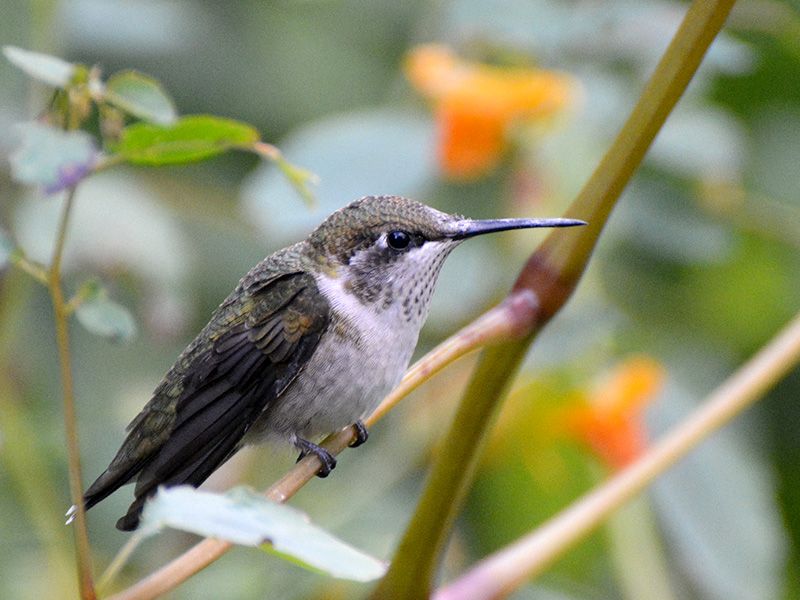Thin Perches Near Nectar Plants
