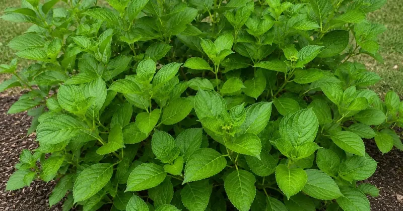Be Patient with Young Plants
