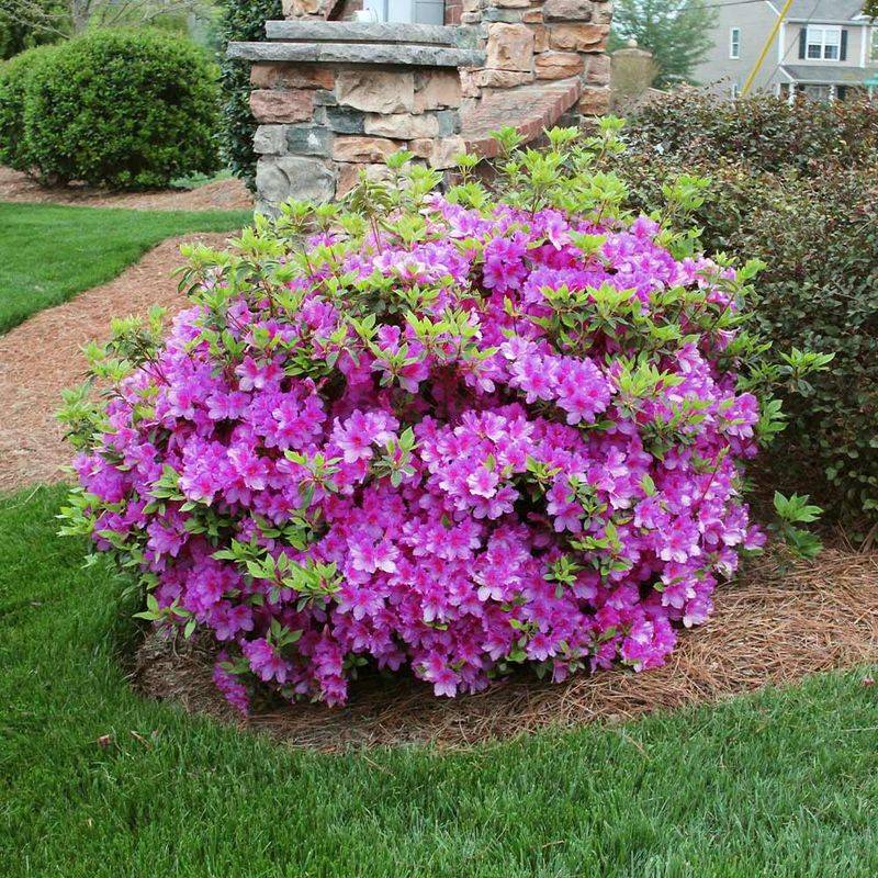 Encore Azalea