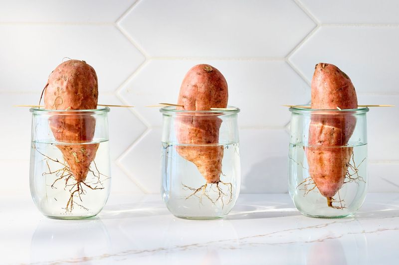 Sweet Potato