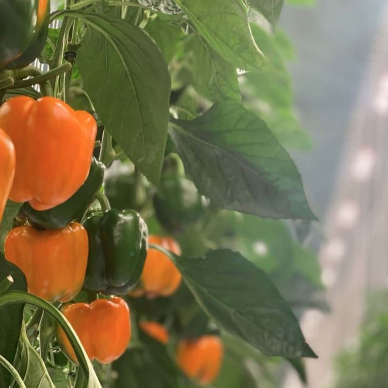Peppers (Bell and Hot)