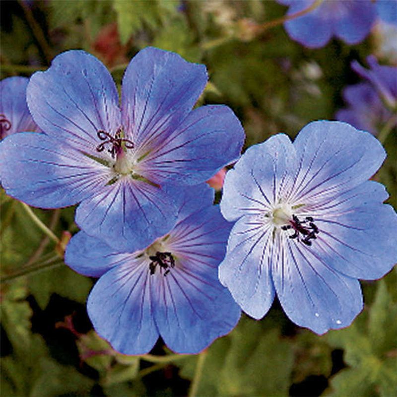 Hardy Geranium (Geranium 'Rozanne')