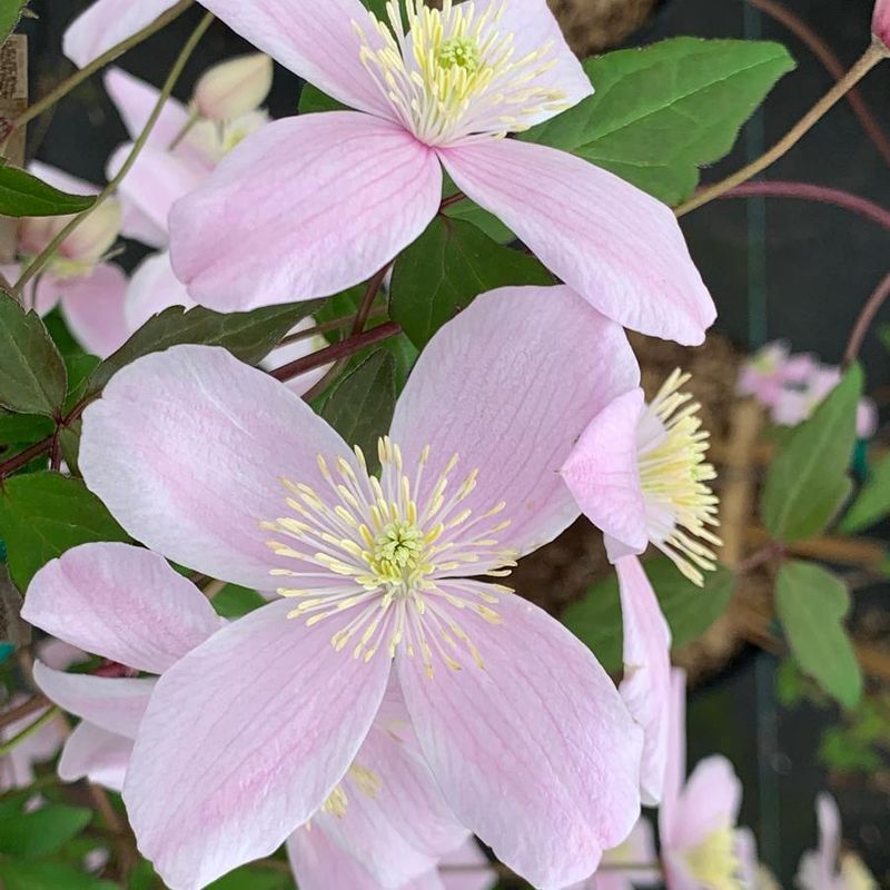 Anemone Clematis (Clematis montana var. rubens)