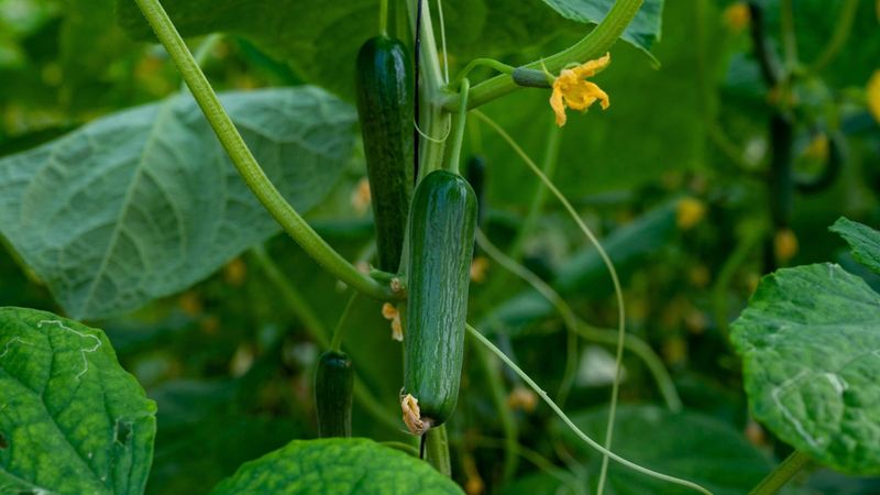 Consider Disease-Resistant Varieties