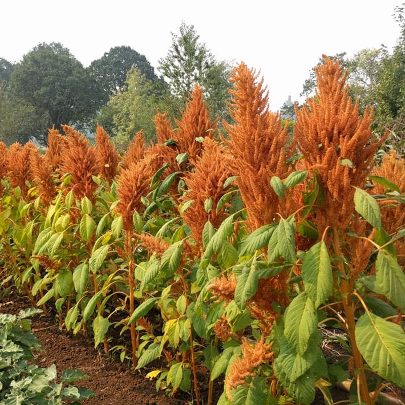 Mature seed heads can provide seed to save