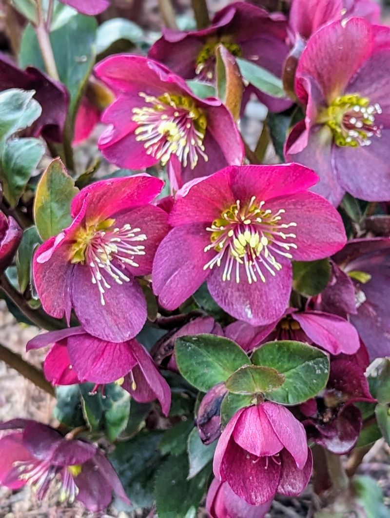 Nodding flowers and dark leaves shape the display