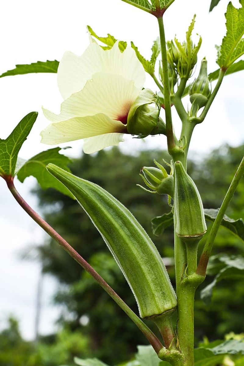 The biology behind a steady stream of pods