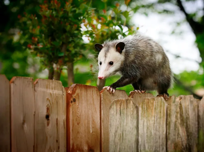 Opossum
