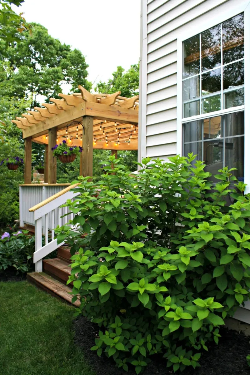 Be Patient With Newly Planted Hydrangeas
