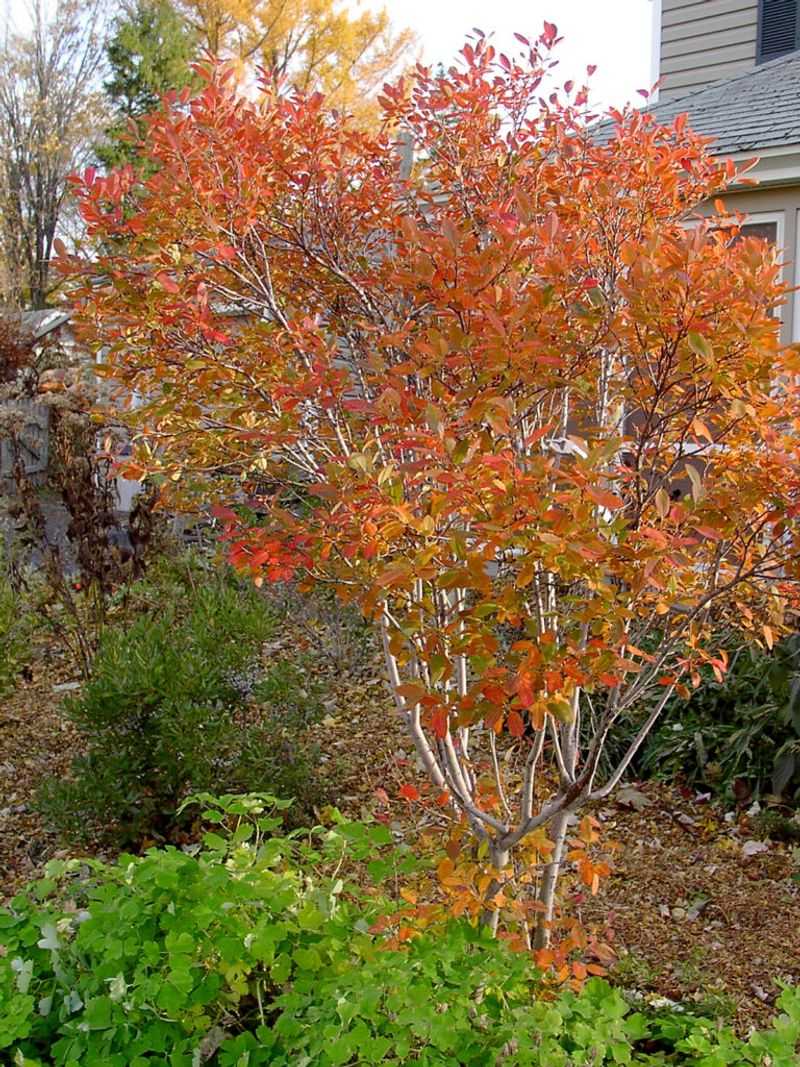Serviceberry earns its space when expectations match the site