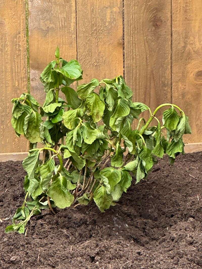 Transplant Shock After a Recent Repotting