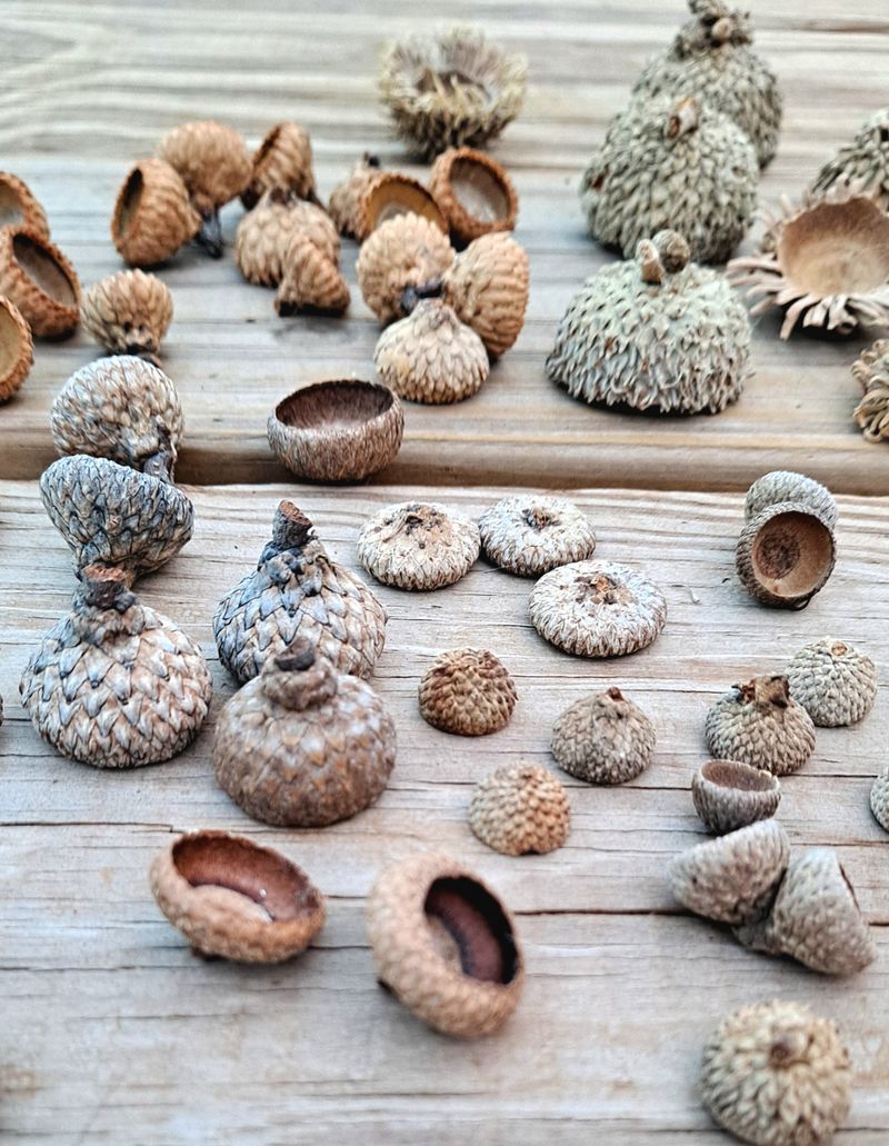 Acorn Cap Top Dressing for Potted Plants