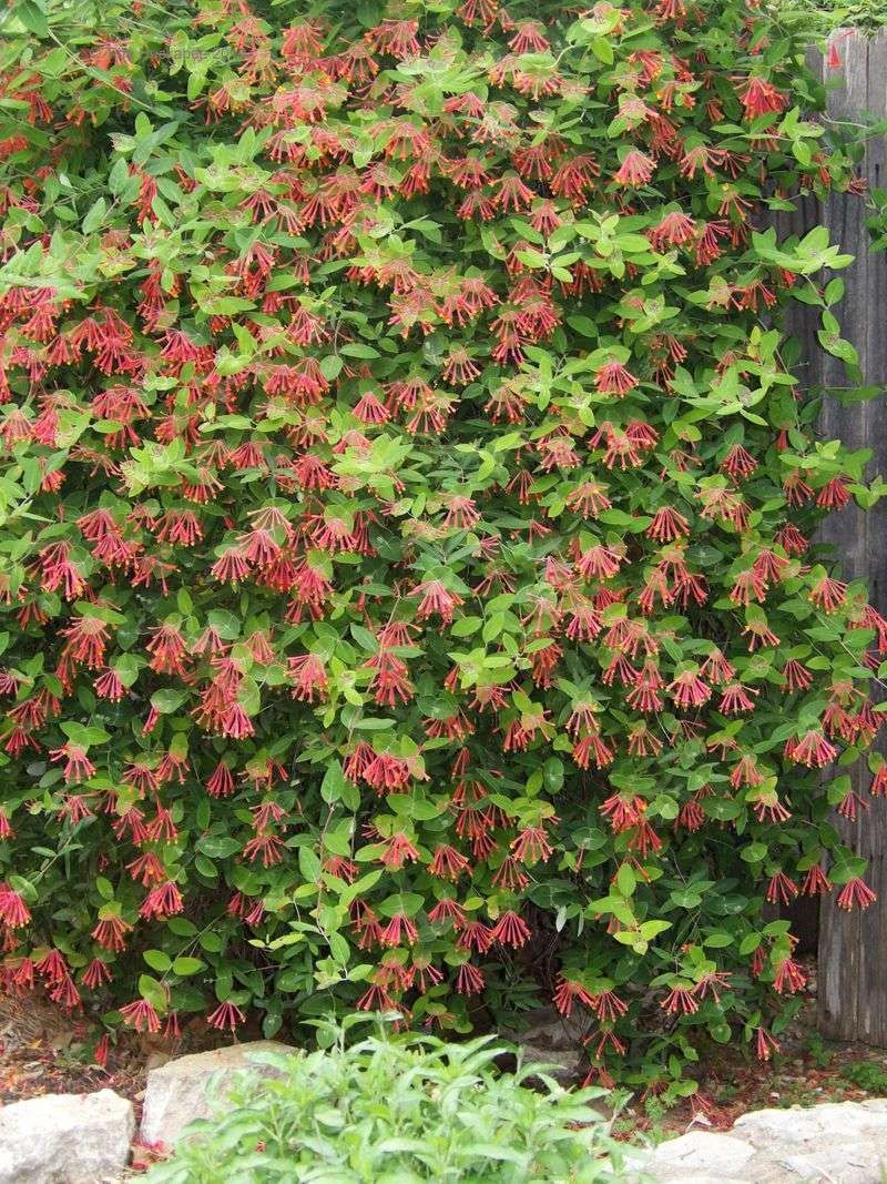 Coral Honeysuckle (Lonicera sempervirens)