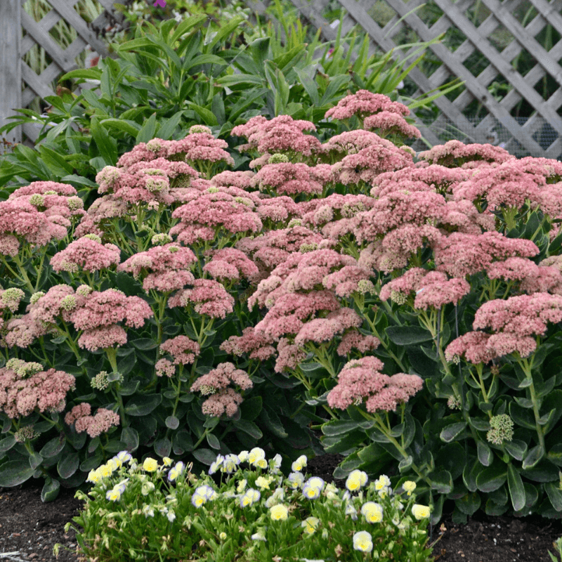 Sedum (Autumn Joy Stonecrop)