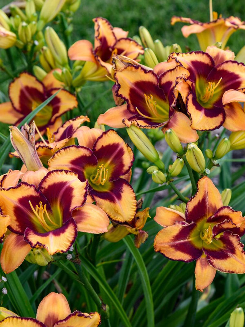 Daylily (Hemerocallis)