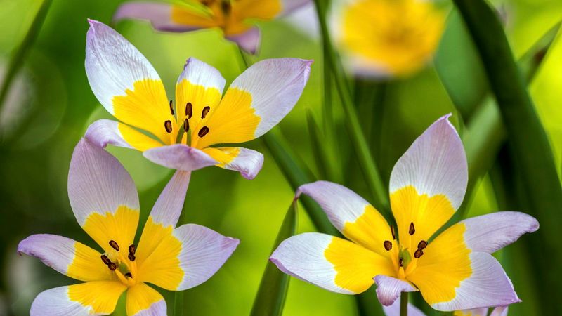 Species Tulips