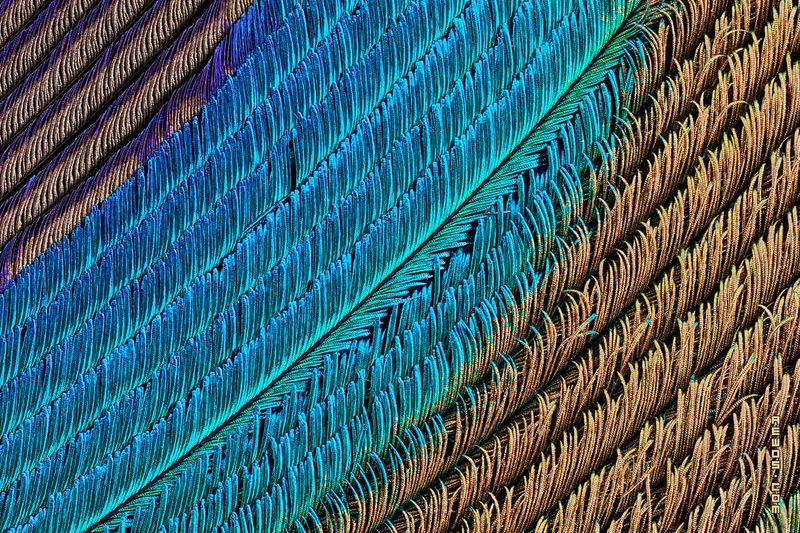 Watch the reflection move without altering the feather