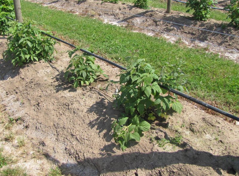 Keep attending to water after the berries are picked