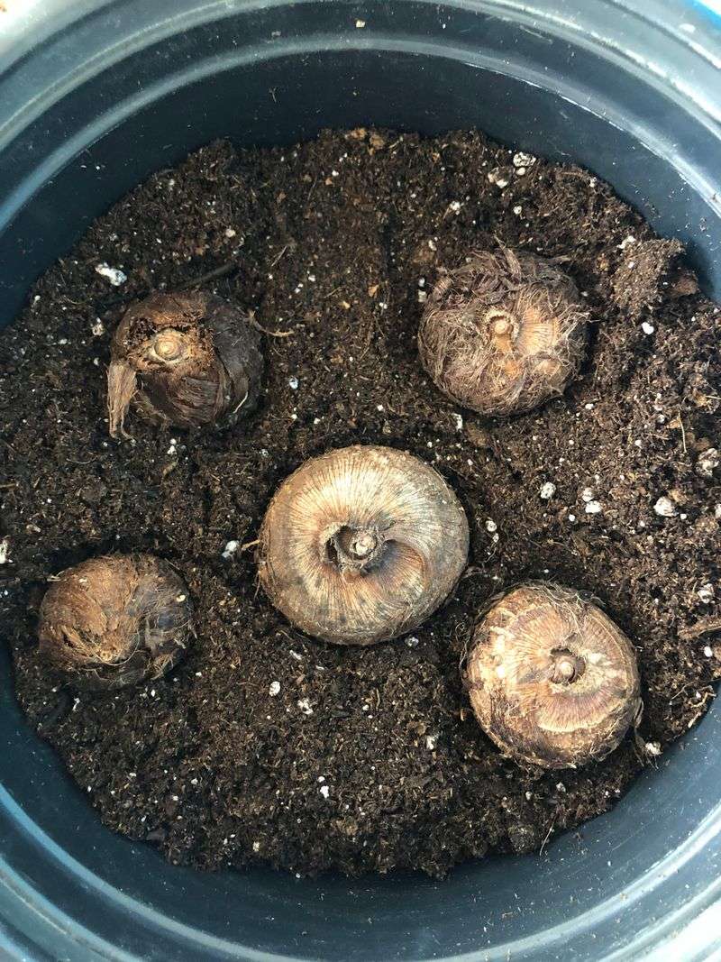 Match storage conditions to the plant