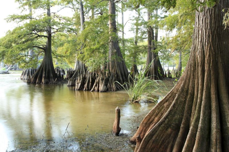Bald Cypress (Taxodium distichum)