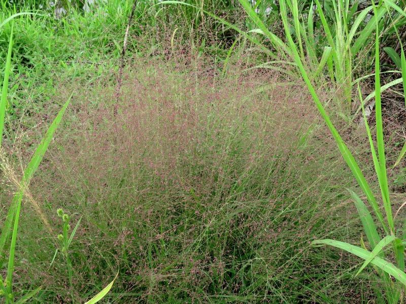 What purple lovegrass offers in a narrow space