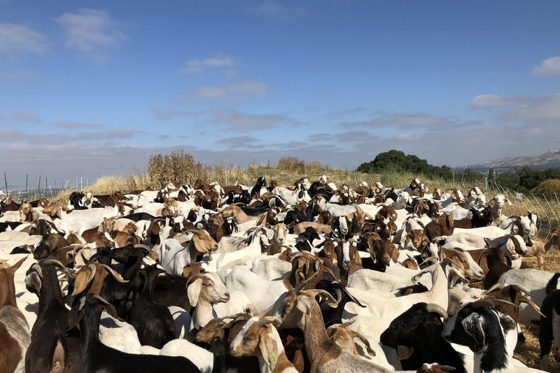 Choose goats when the site and treatment plan fit