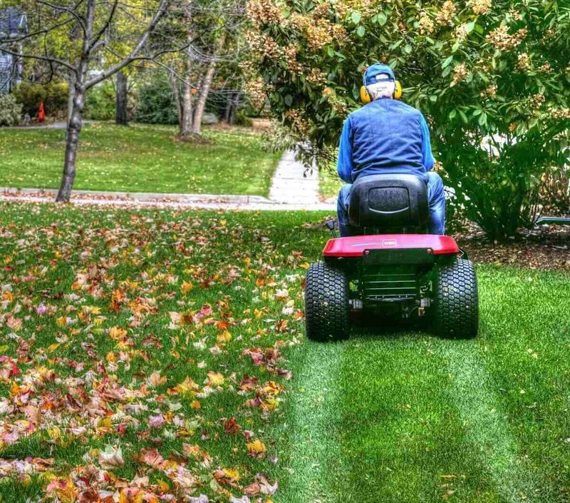 Mow until the fragments settle between the grass blades