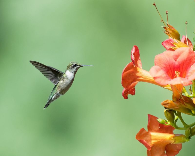 Trumpet Vine