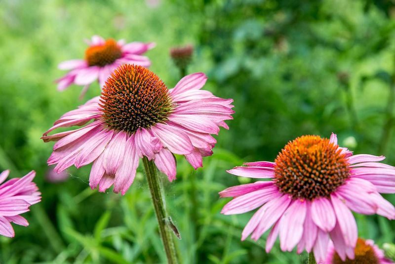 Coneflower