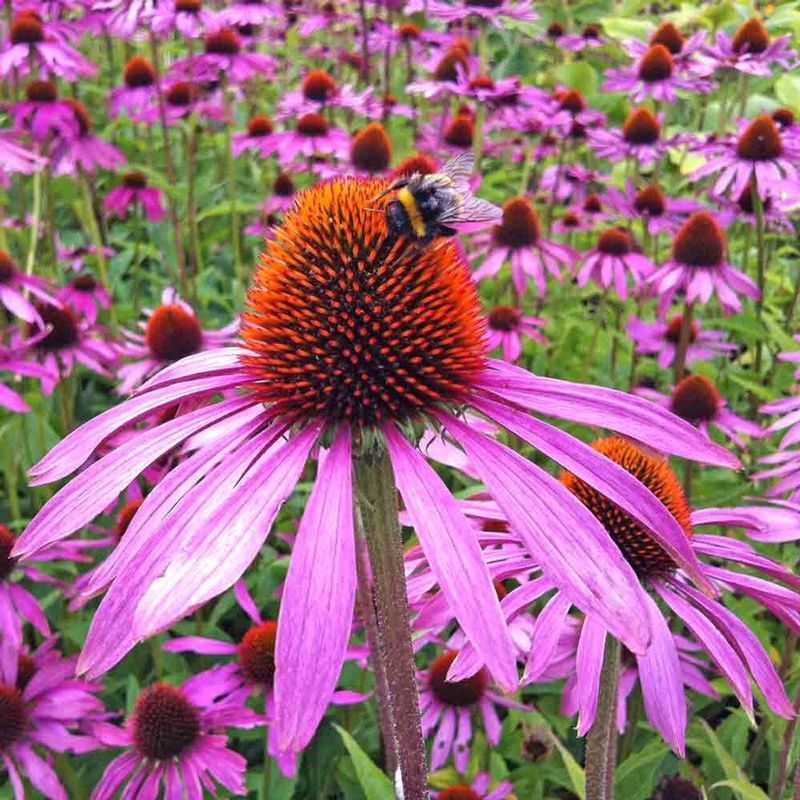 Echinacea (Coneflower)