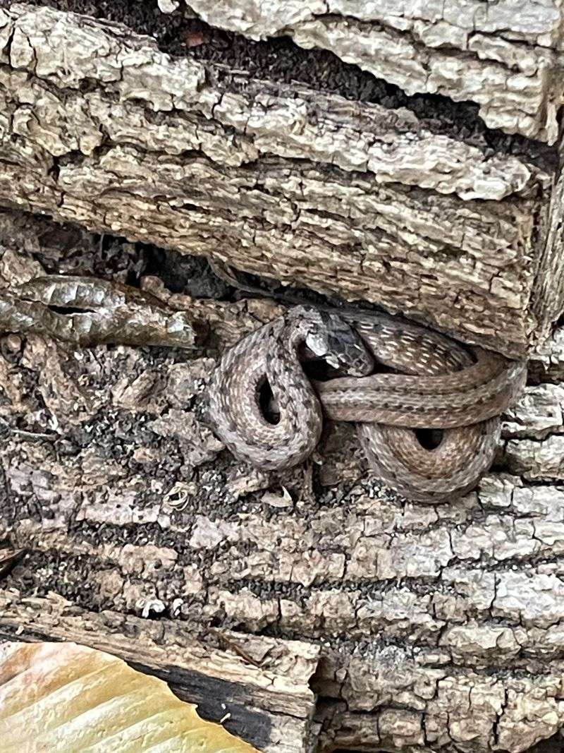 Why a Snake Might Use a Woodpile