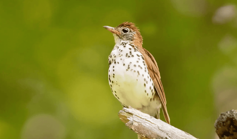 Thrushes