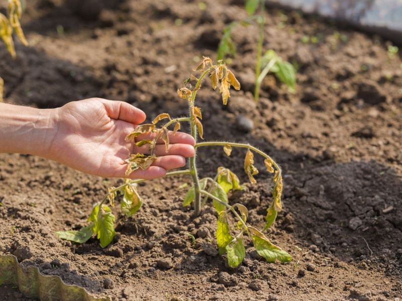 Avoid Underwatering