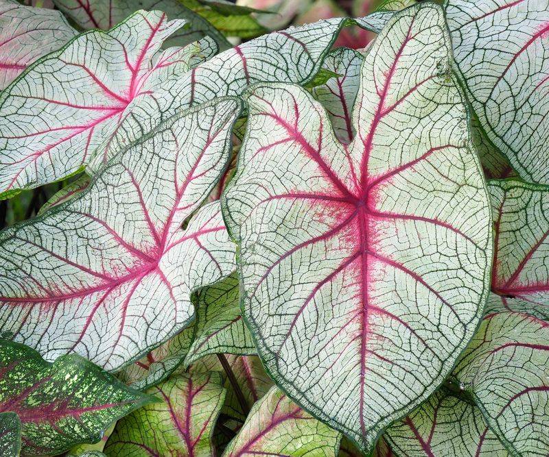 Caladiums