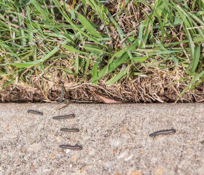 Recurring damage does not prove the same lawn was targeted