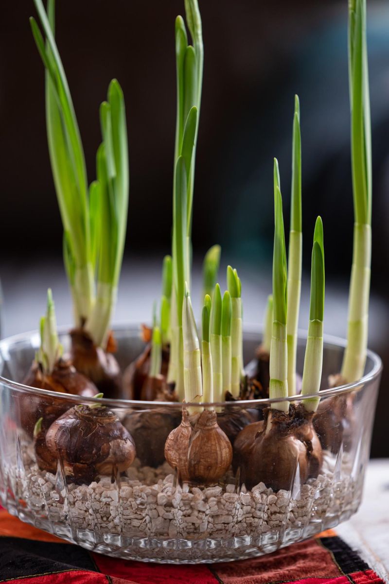 Give the Bulbs a Cool, Dim Rooting Period