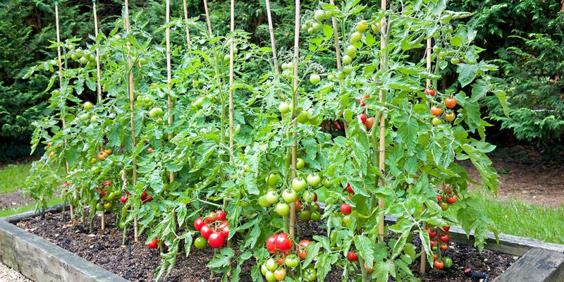 Tomatoes