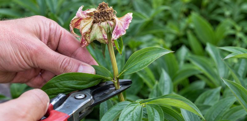 Deadhead Spent Blooms Properly