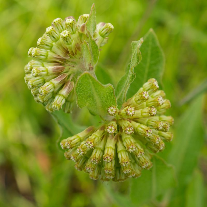 Green Comet Milkweed (Asclepias viridiflora)