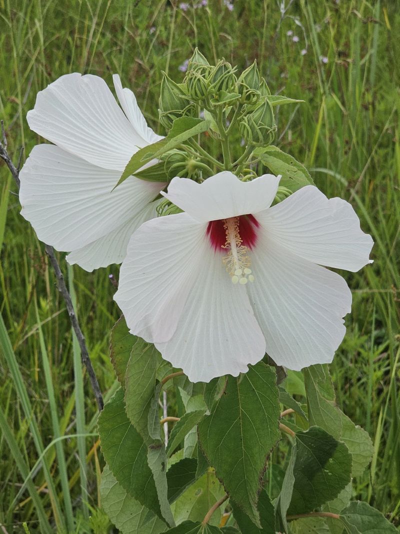 Choose rose-mallow when your yard can meet its conditions