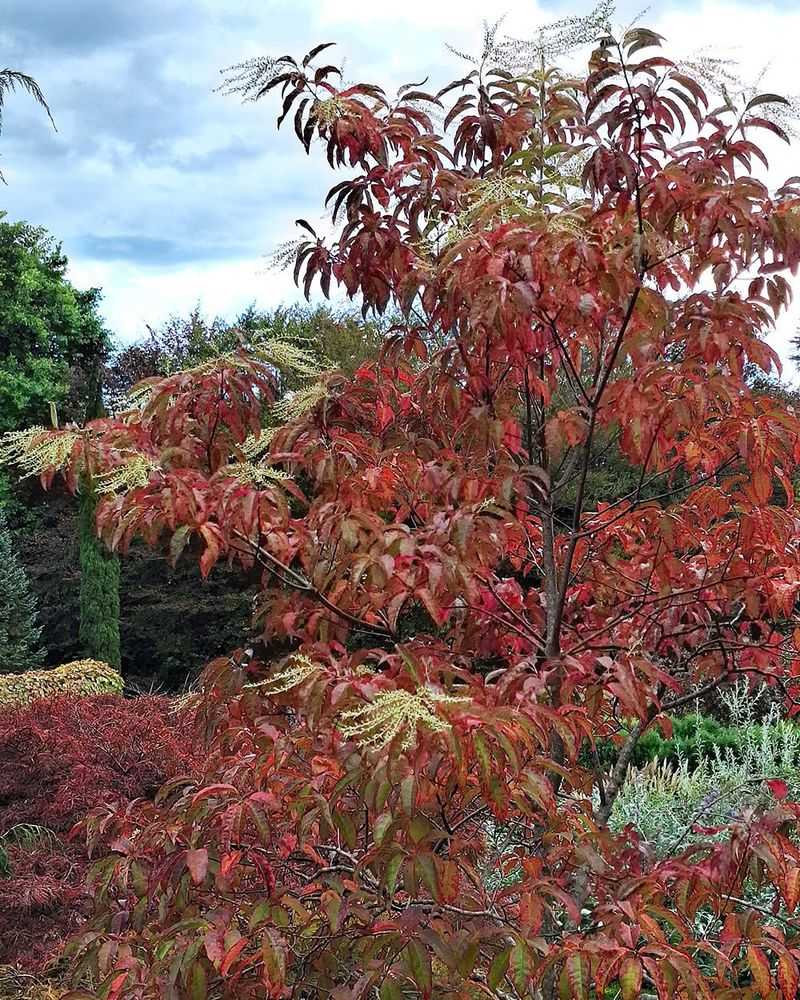 Its fall features extend the tree’s interest, not its bloom