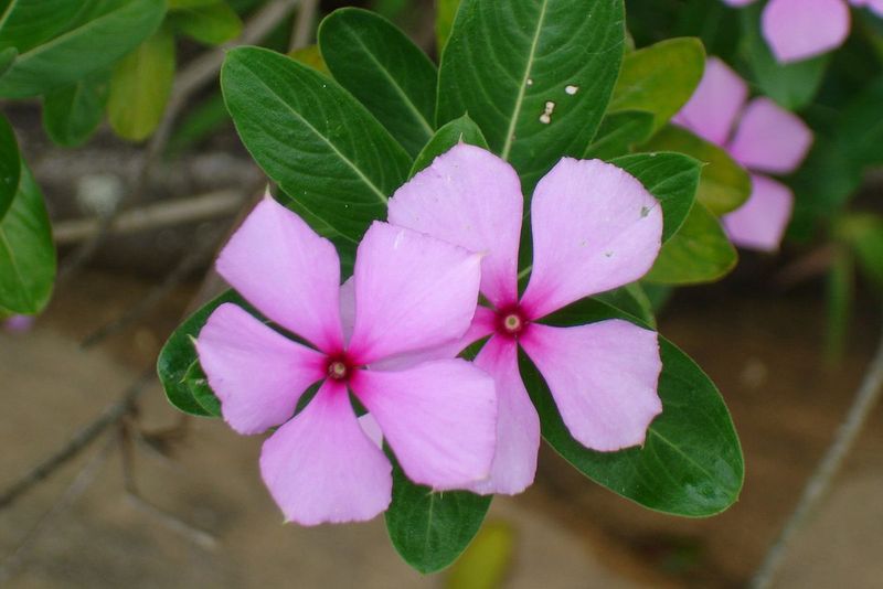 Vinca (Madagascar Periwinkle)