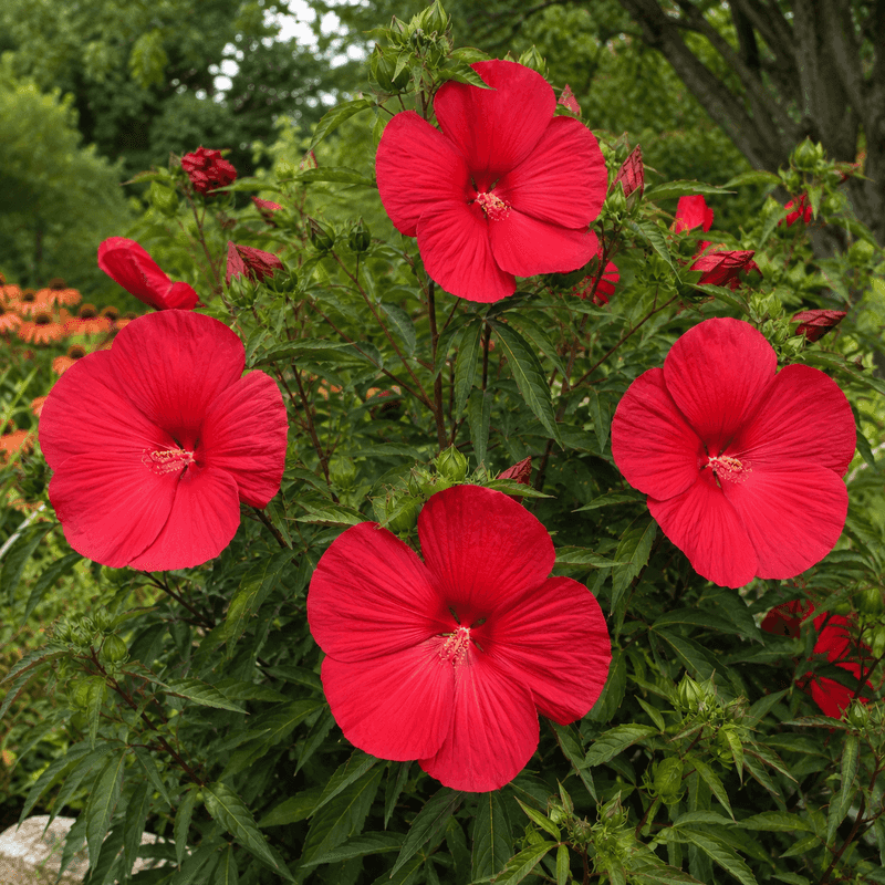 Hardy Hibiscus (Rose Mallow)